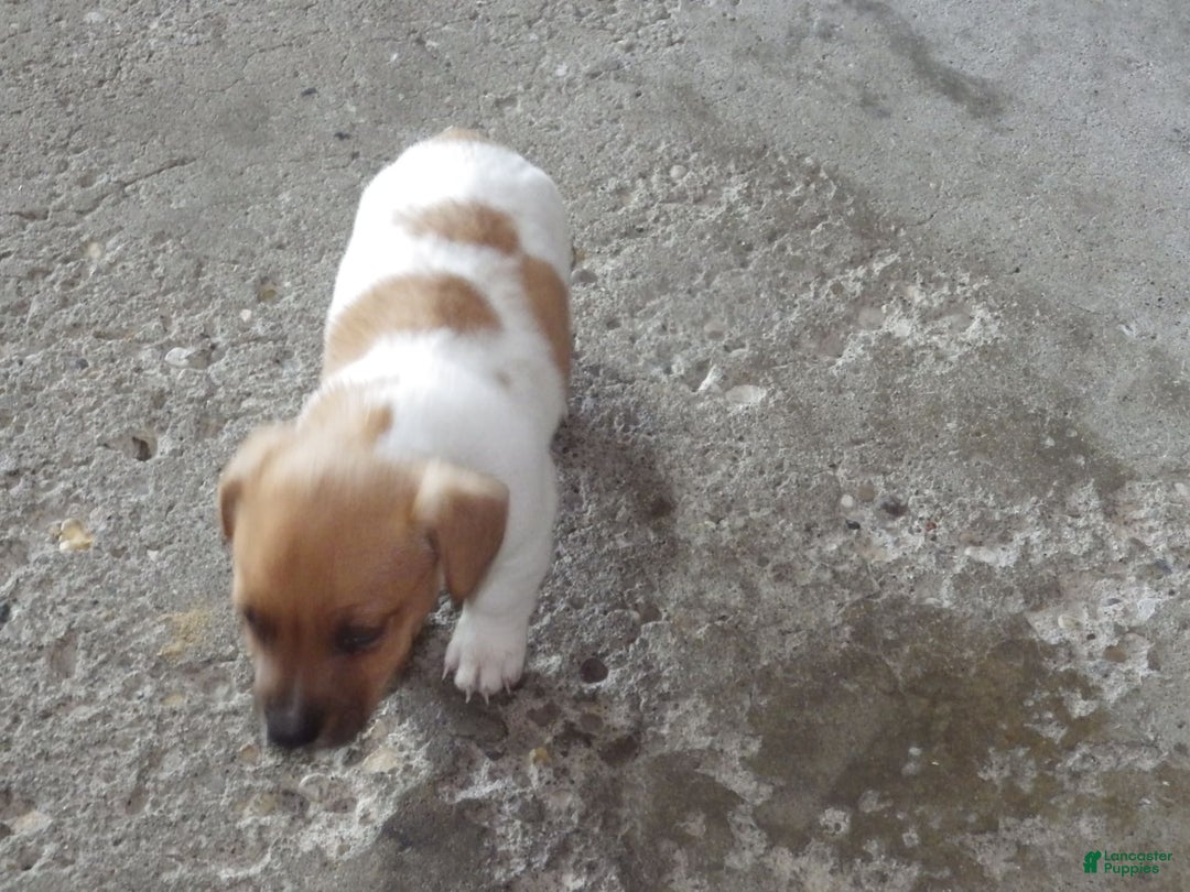 Jack Russell Terrier dogs for sale: Foster - Image 1