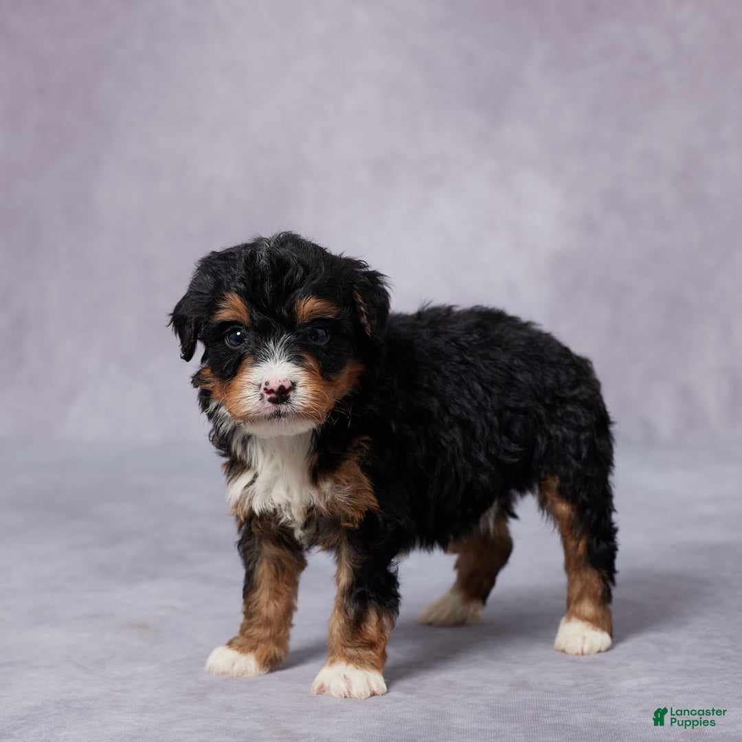 Mini Bernedoodle dogs for sale: Arnie - Image 3