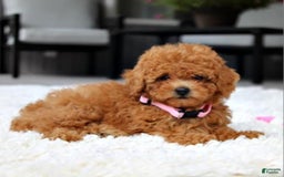 Miniature Poodle dogs for sale: Nala - Image 5