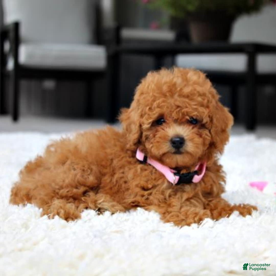 Miniature Poodle dogs for sale: Nala - Image 5