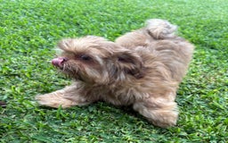 Shih Tzu dogs for sale: Brennan - Image 21
