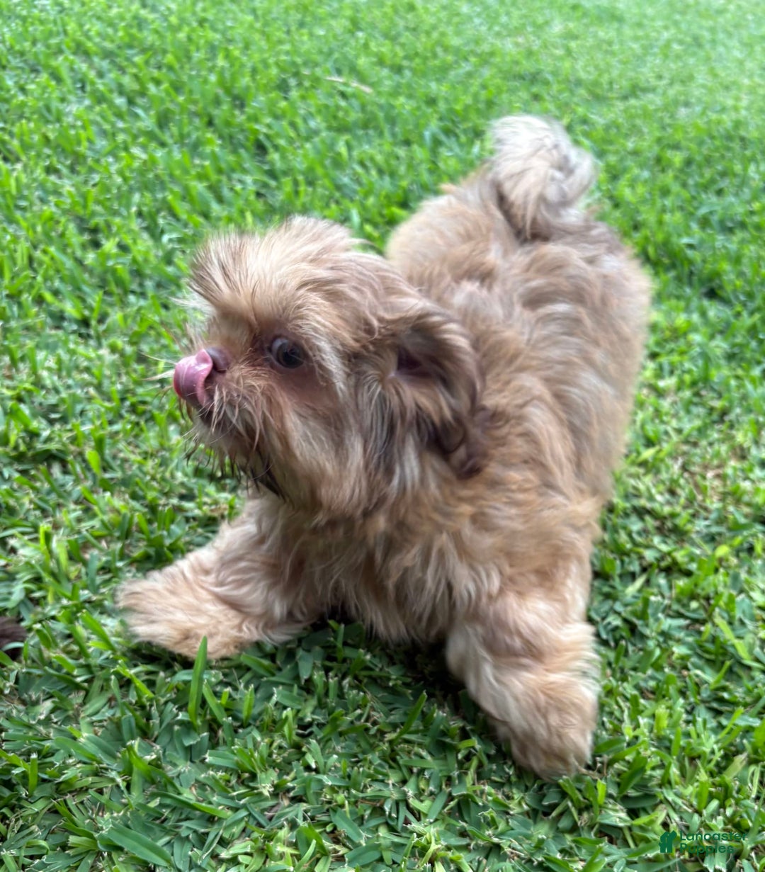 Shih Tzu dogs for sale: Brennan - Image 21
