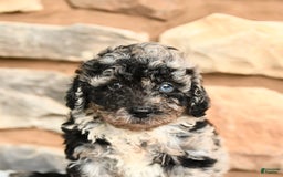 Miniature Poodle dogs for sale: Shadow - Image 4