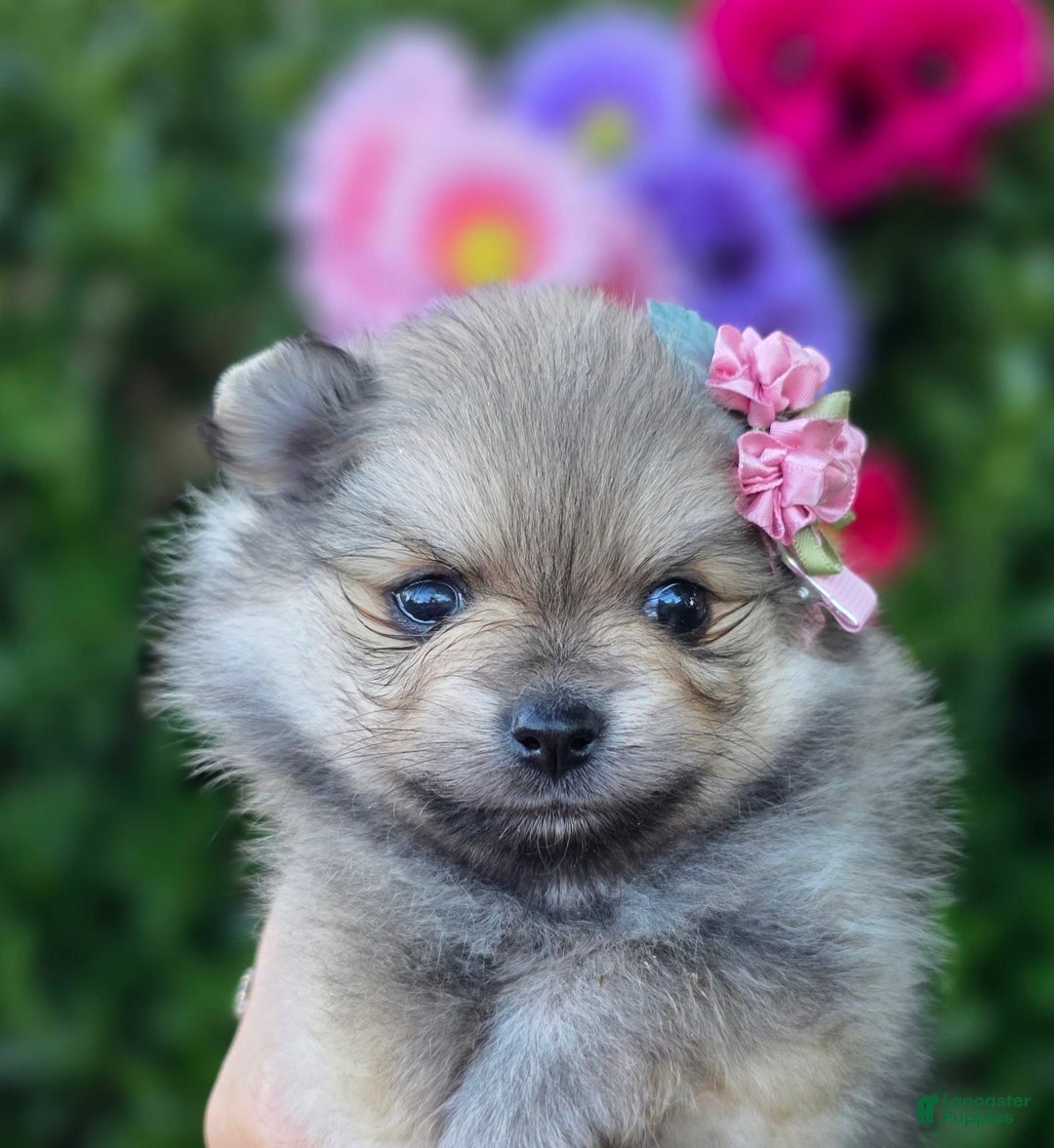 Pomeranian dogs for sale: Arya - Image 10
