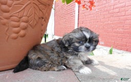Shih Tzu dogs for sale: Max - Image 8