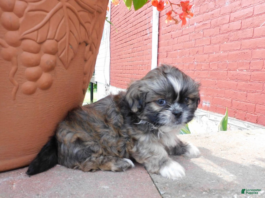 Shih Tzu dogs for sale: Max - Image 8
