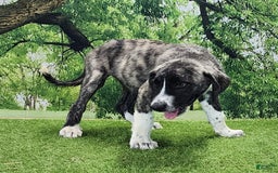 Anatolian Shepherd dogs for sale: AKC Dusty 2025 Male 5 - Image 10