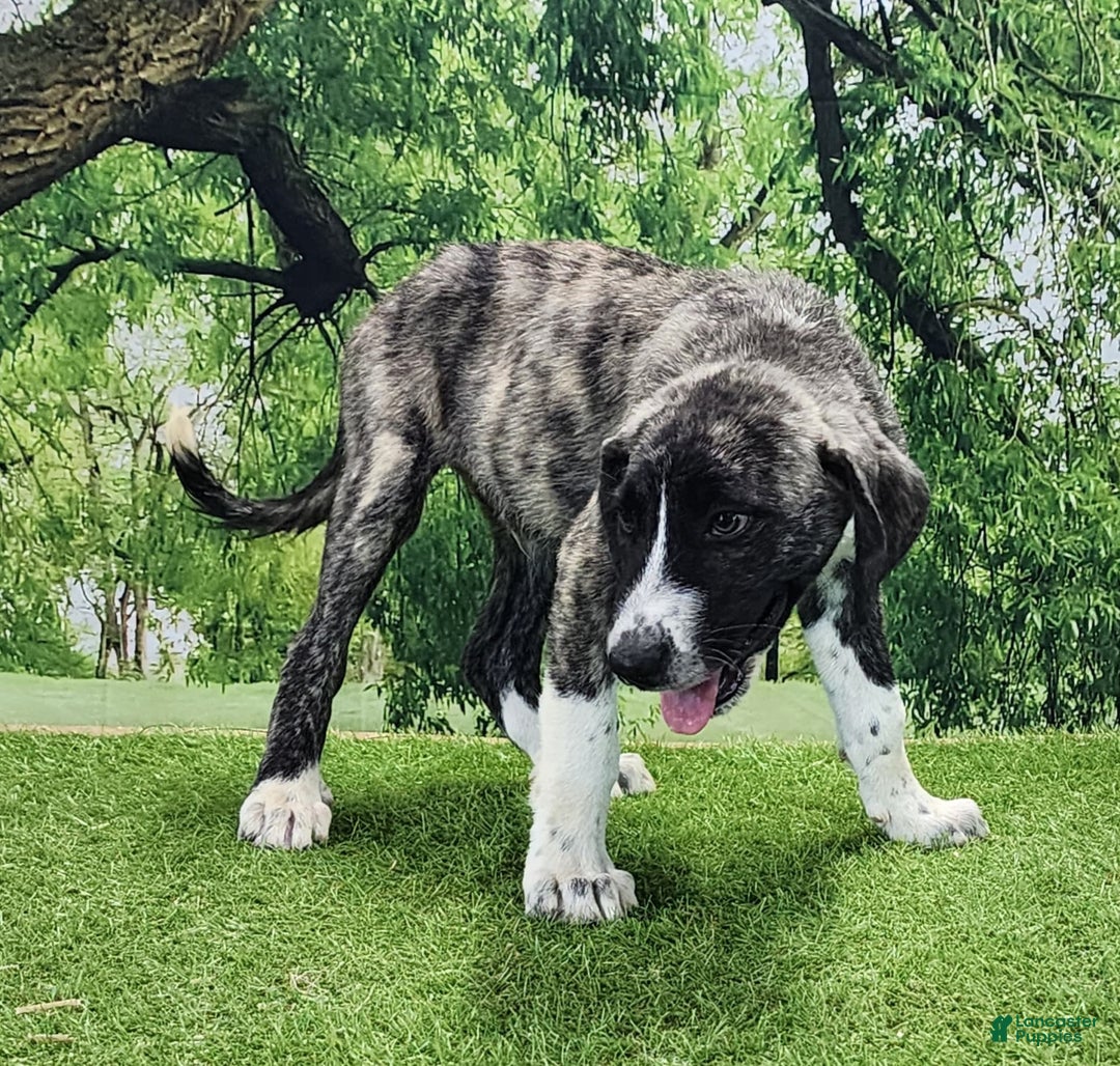 Anatolian Shepherd dogs for sale: AKC Dusty 2025 Male 5 - Image 10