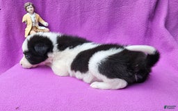 Border Collie dogs for sale: I-dog - Image 18
