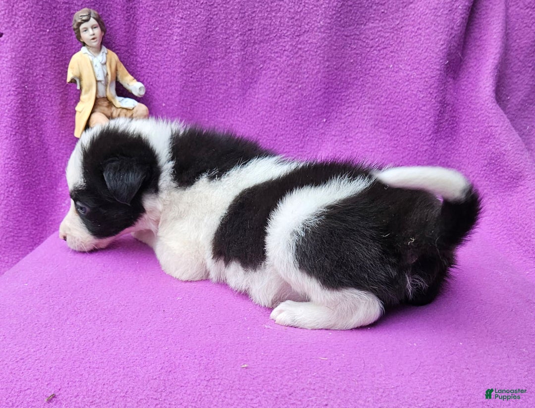 Border Collie dogs for sale: I-dog - Image 18