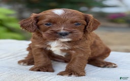 Cavapoo dogs for sale: Lincoln - Image 23