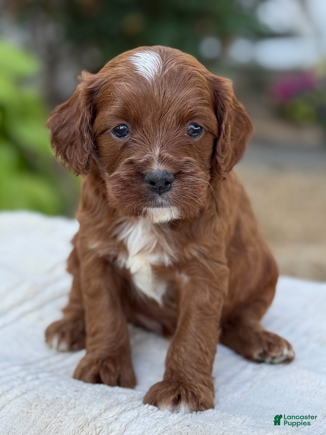 Cavapoo dogs for sale: Lincoln - Image 23