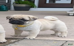 Pug dogs for sale: Pug 4 puppies - Image 3