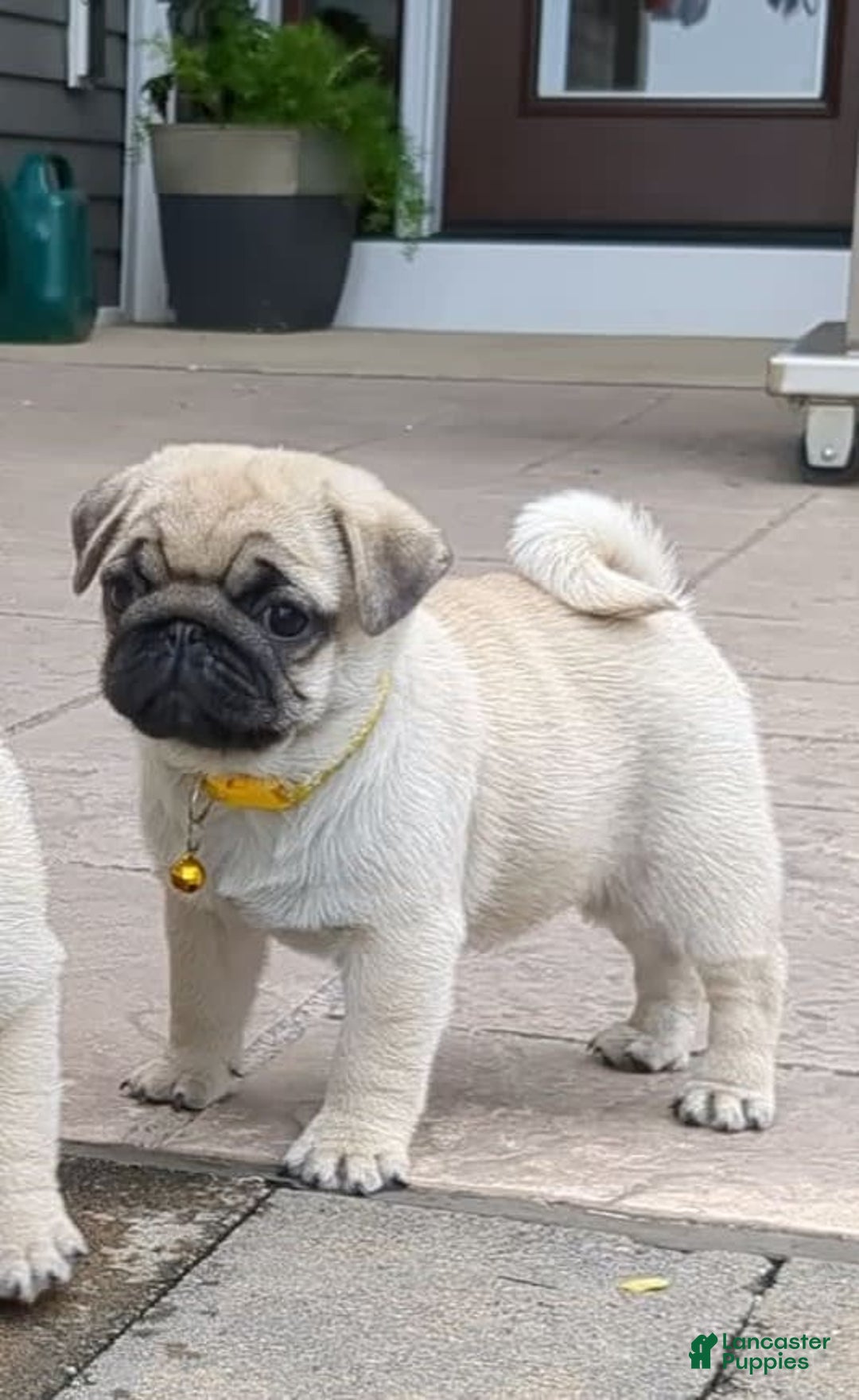 Pug dogs for sale: Pug 4 puppies - Image 3
