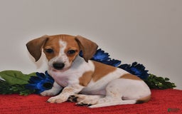 Miniature Dachshund dogs for sale: April - Image 4
