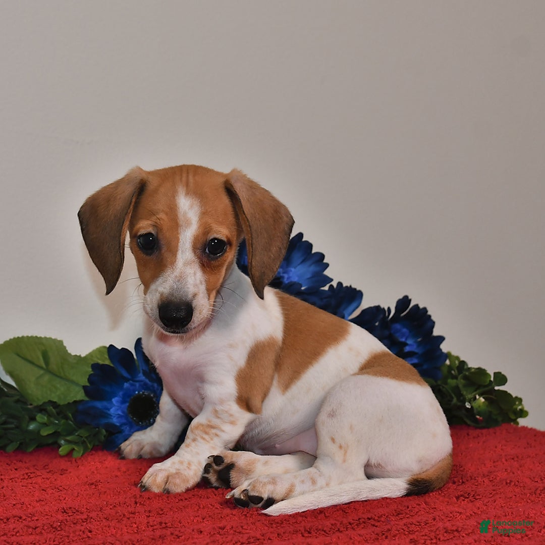 Miniature Dachshund dogs for sale: April - Image 4