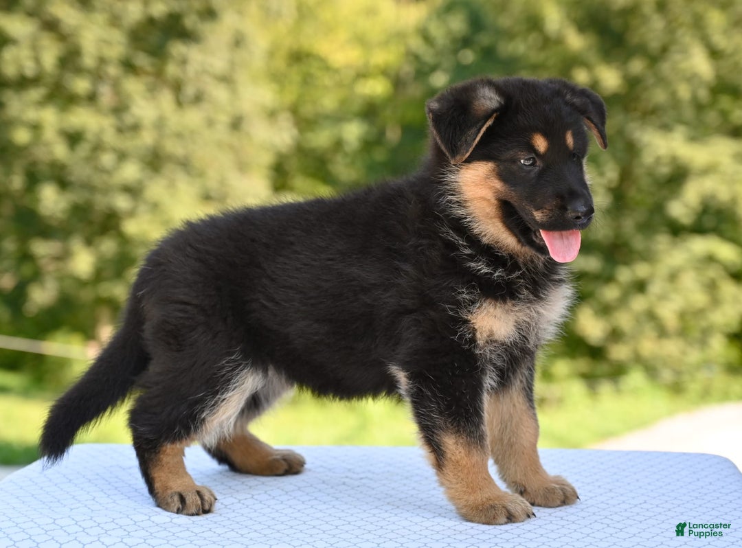 German Shepherd dogs for sale: Bonnie - Image 4