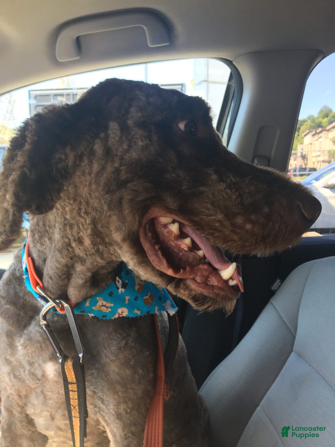 Goldendoodle dogs for sale: Jupiter - Image 3