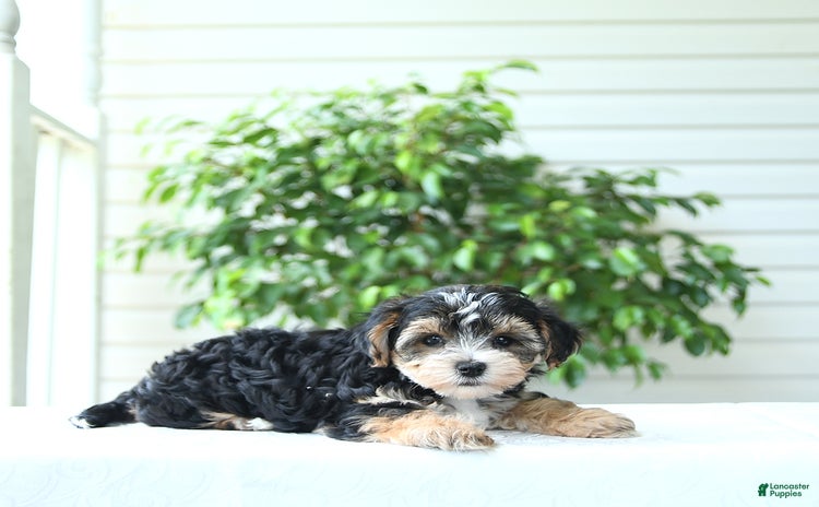 Yochon dogs for sale - Ad 2