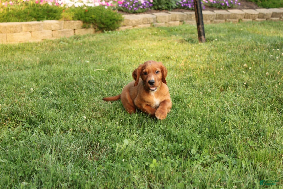 Irish Setter dogs for sale: Flash - Image 2