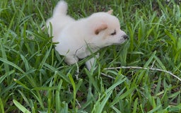 Shiba Inu dogs for sale: Yuki - Image 14