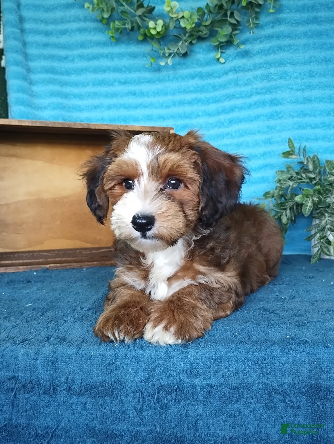 Havanese dogs for sale: Duke - Image 5