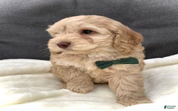 Cockapoo dogs for sale: Enzo - Image 14