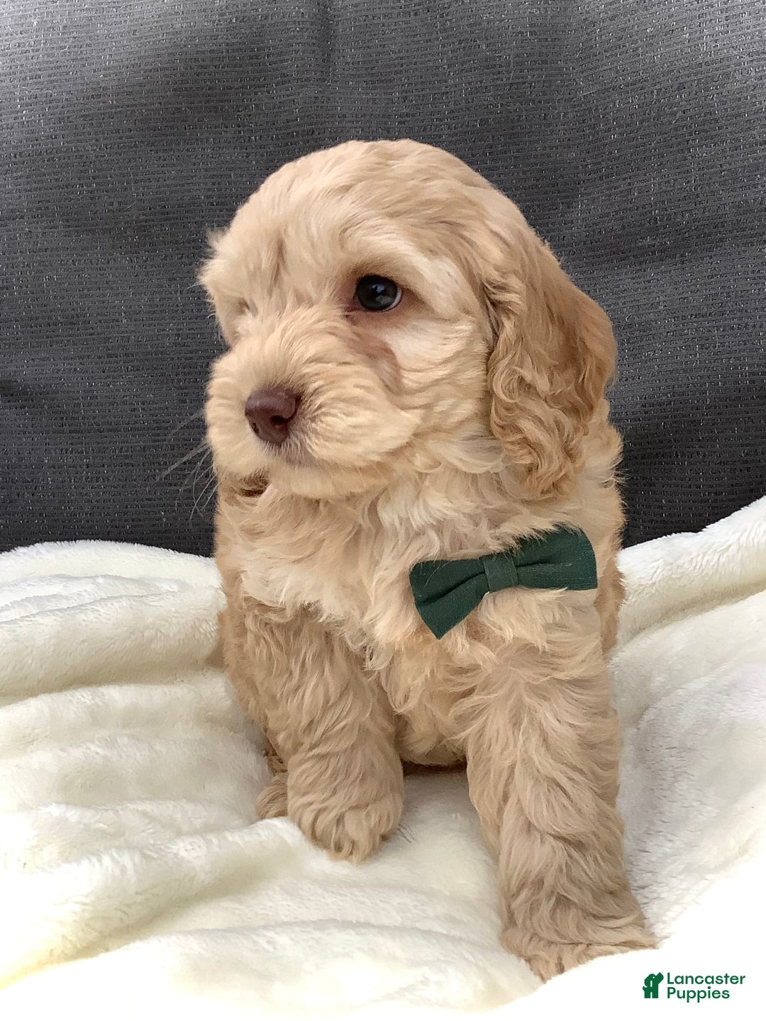 Cockapoo dogs for sale: Enzo - Image 14