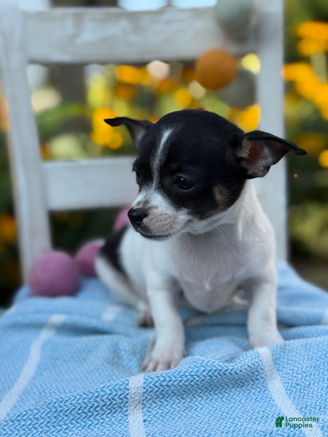 Chihuahua dogs for sale: Pepper - Image 10