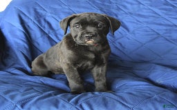 Cane Corso dogs for sale: Sage - Image 3