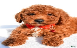 Miniature Poodle dogs for sale: Miniature Poodle 5 puppies - Image 13