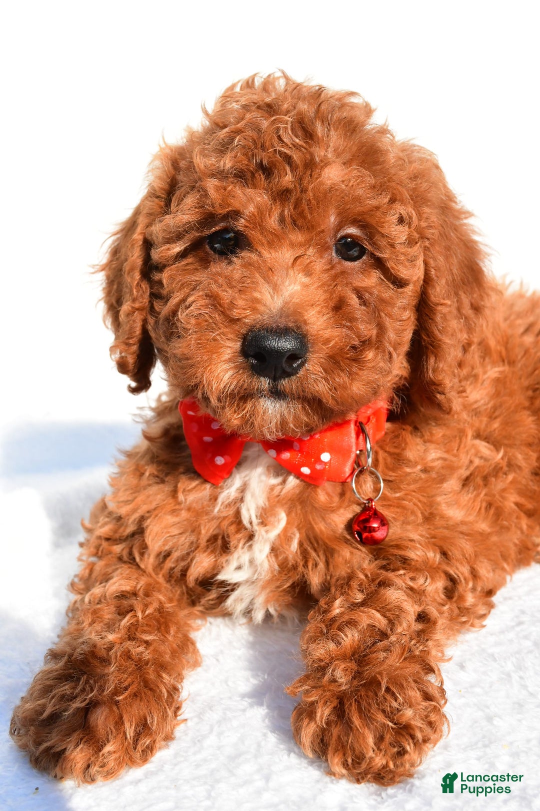 Miniature Poodle dogs for sale: Miniature Poodle 5 puppies - Image 13