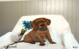 Miniature Golden Retriever dogs for sale: Rosie - Image 2