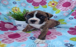 Boxer dogs for sale: Ryder - Image 9