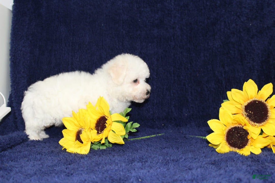 Bichon Frise dogs for sale: Uncle - Image 5