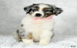 Miniature Australian Shepherd dogs for sale: Jewel - Image 2