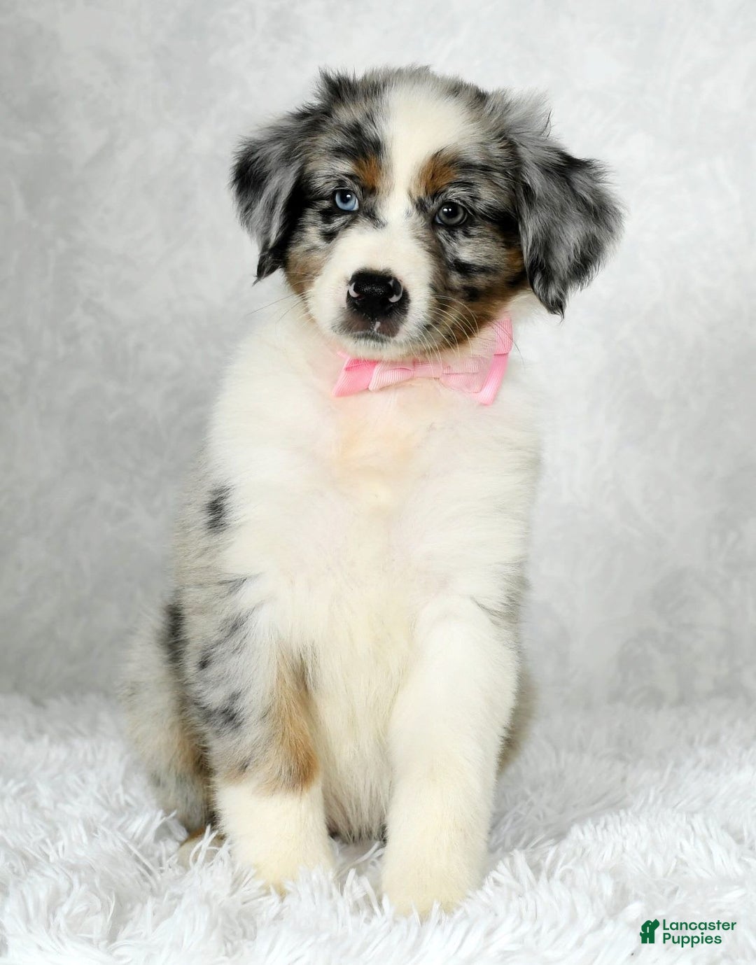 Miniature Australian Shepherd dogs for sale: Jewel - Image 2
