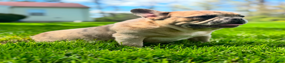 Female Puppy 1