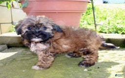 Shihpoo dogs for sale: Lizzy - Image 2
