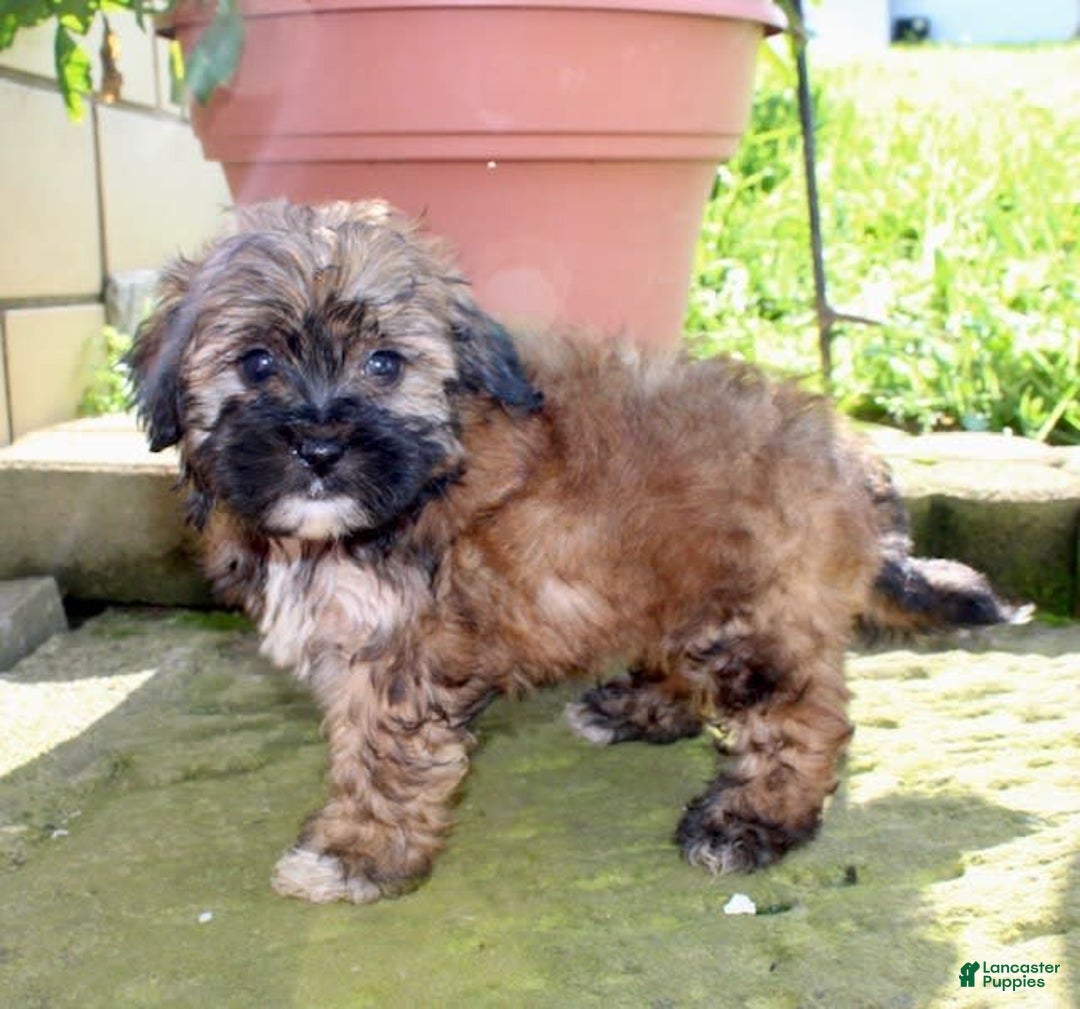 Shihpoo dogs for sale: Lizzy - Image 2