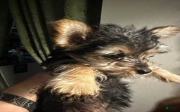 Yorkshire Terrier dogs for sale: Daisy - Image 4