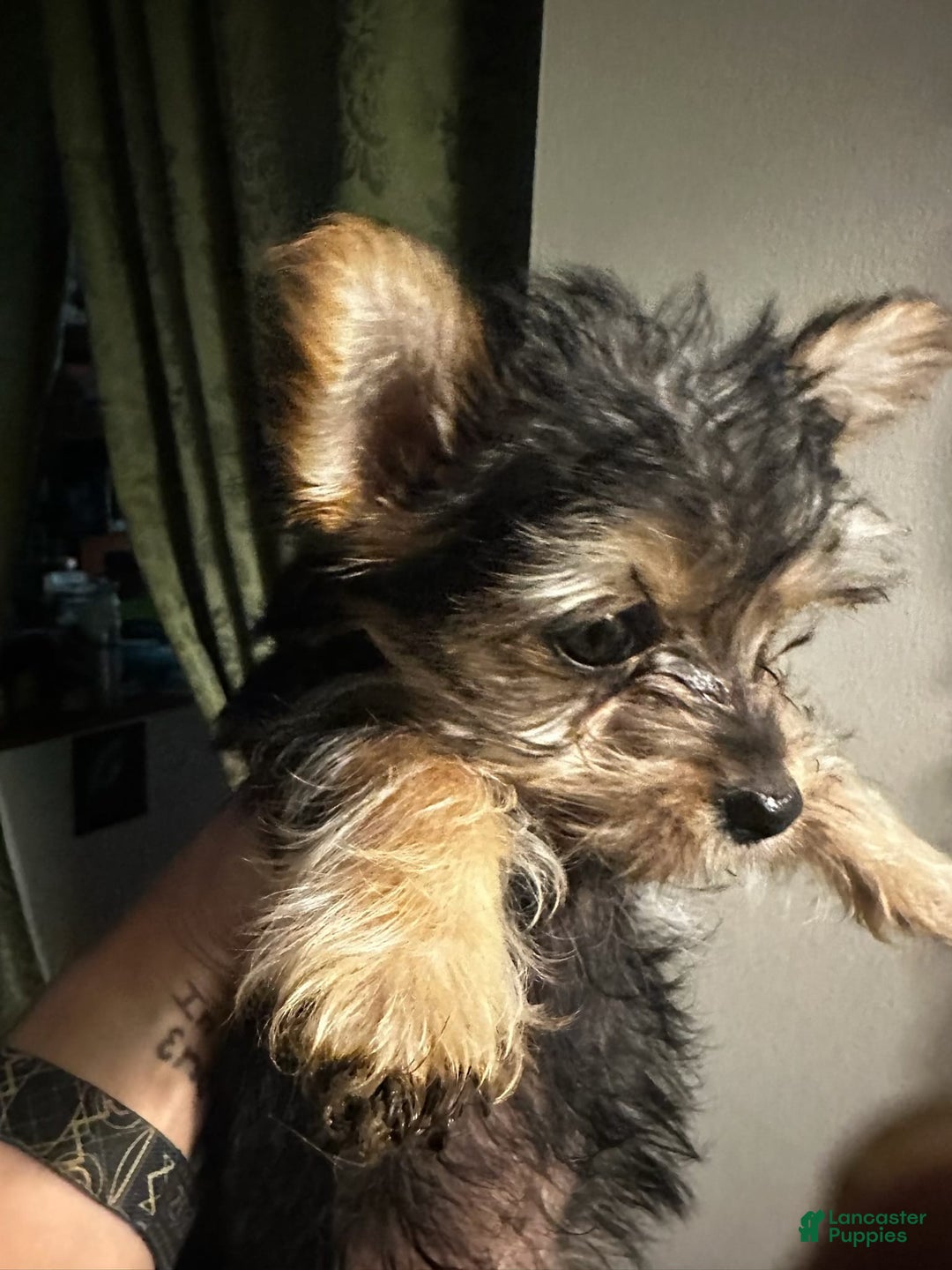 Yorkshire Terrier dogs for sale: Daisy - Image 4