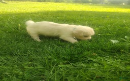 Golden Retriever dogs for sale: Picasso - Image 5