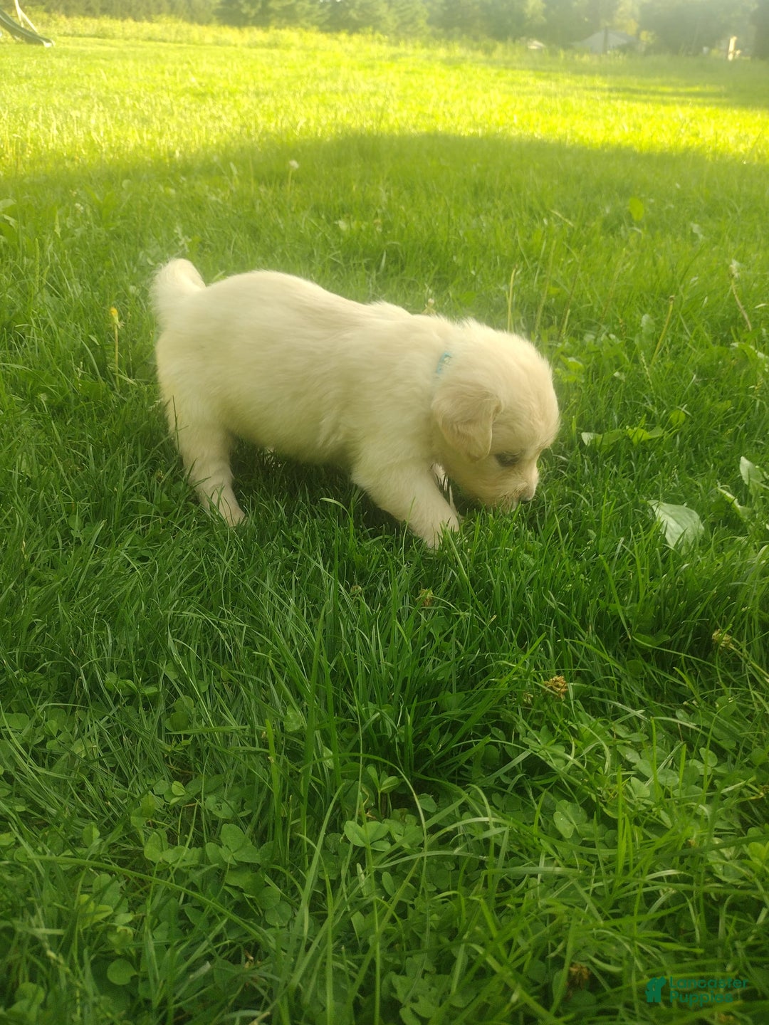 Golden Retriever dogs for sale: Picasso - Image 5
