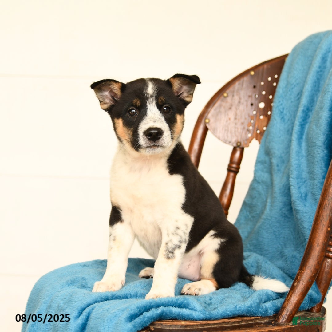 Australian Cattle Dog dogs for sale: Confetti - Image 1