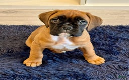 Boxer dogs for sale: Puppy Number Five - Image 2