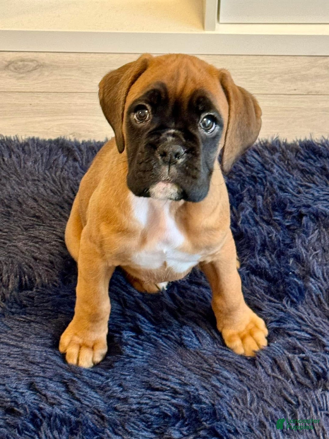 Boxer dogs for sale: Puppy Number Five - Image 2