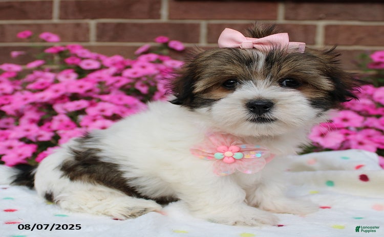Malshi dogs for sale - Ad 1