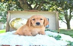 Golden Retriever dogs for sale: Aleigha - Image 2