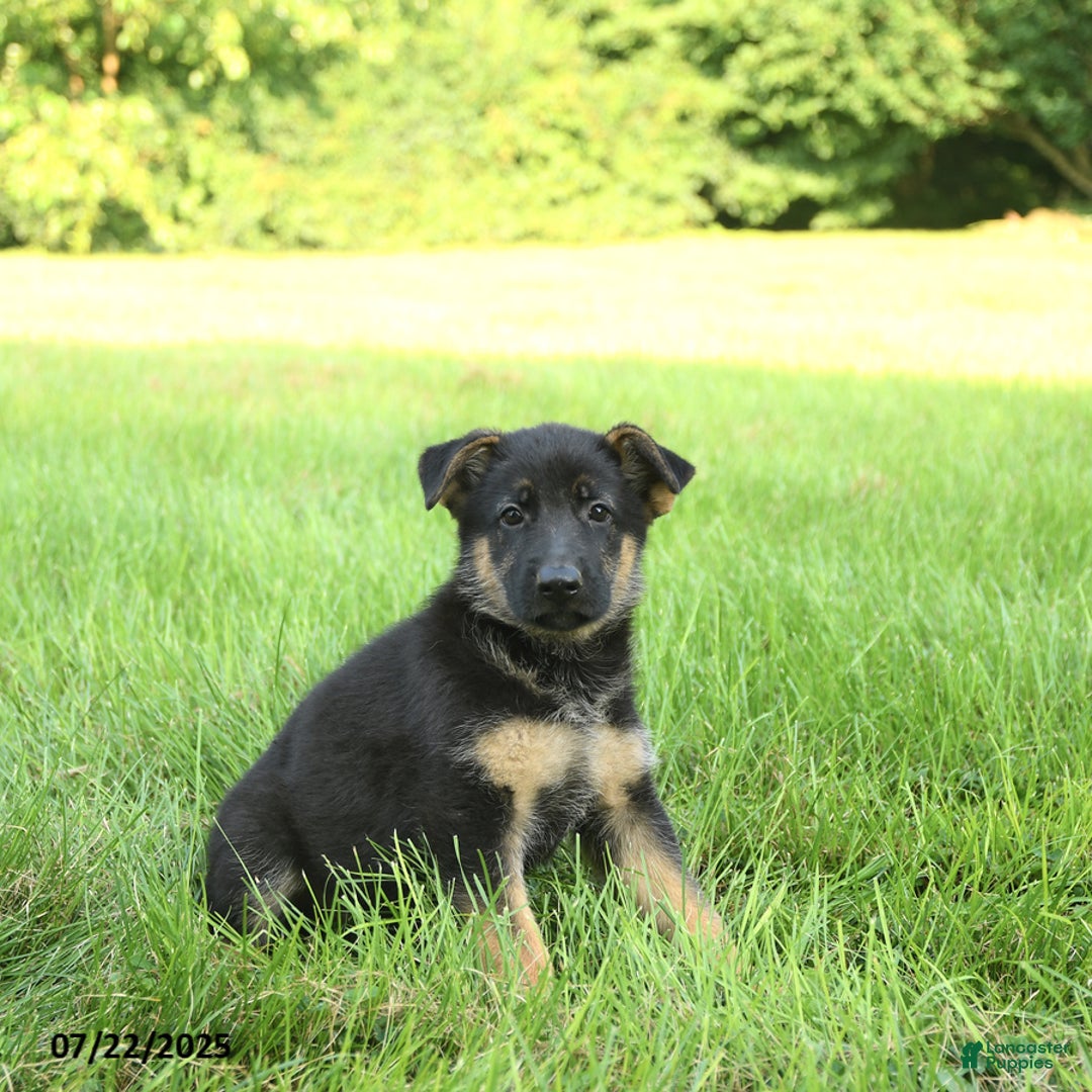 German Shepherd dogs for sale: Holly - Image 2